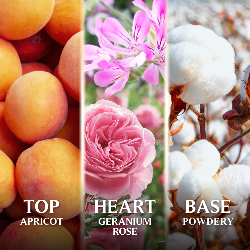 Scent layer for Good Virtues Co. English Rose & Geranium EDT Perfume (50ml) with Top Apricot, Heart Geranium Rose and Base Powdery
